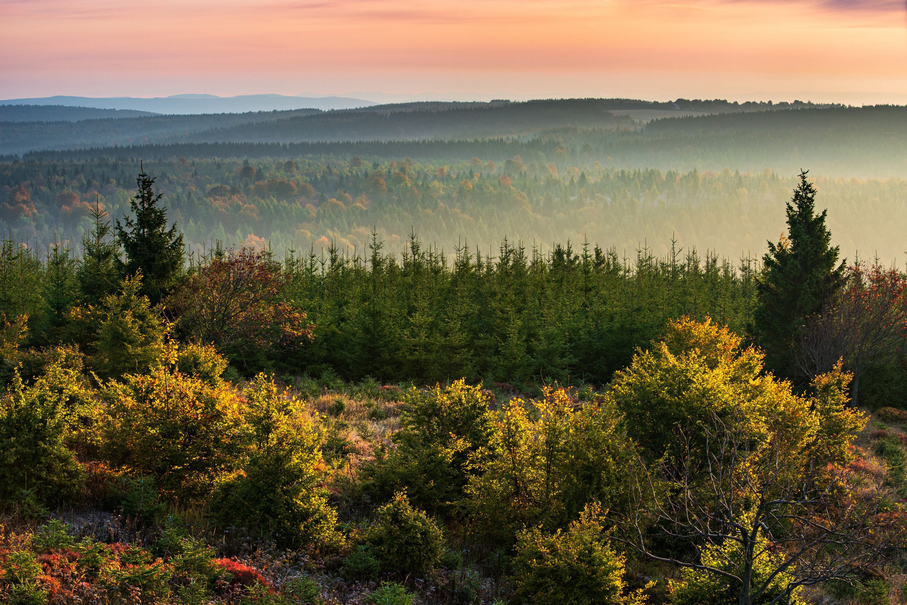 Un paysage boisé avec un horizon brumeux et un ciel aux couleurs dégradées.