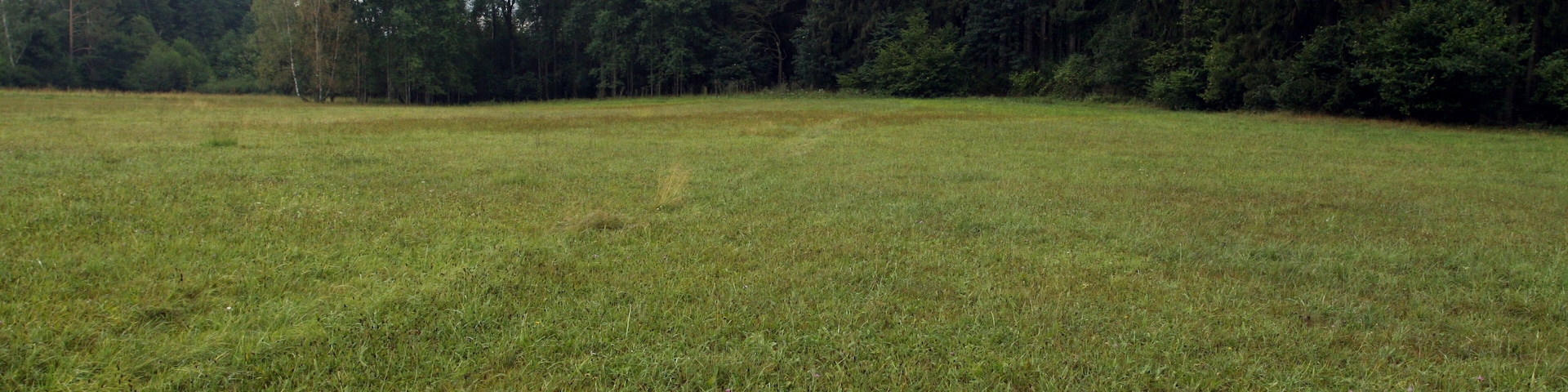 Natural monument Hvožďanská louka near Hvožďany village in Domažlice District, Czech Republic