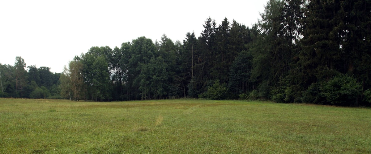 A grassy field with a forest in the background.