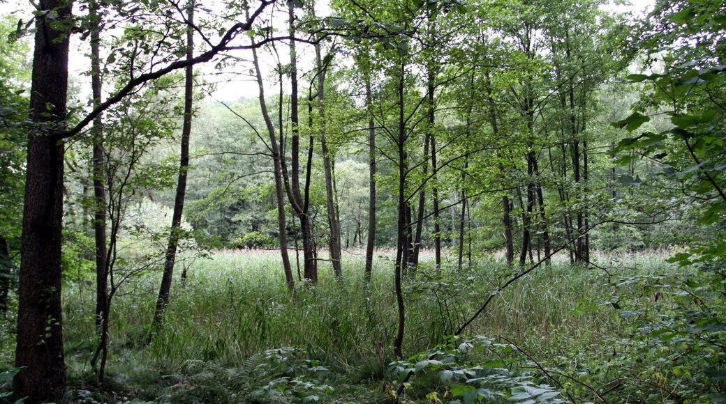 Natural monument Meandry Chřibské Kamenice near village Jetřichovice in Děčín District, Czech Republic