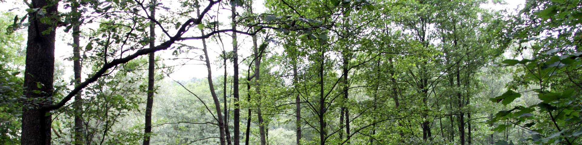 Natural monument Meandry Chřibské Kamenice near village Jetřichovice in Děčín District, Czech Republic