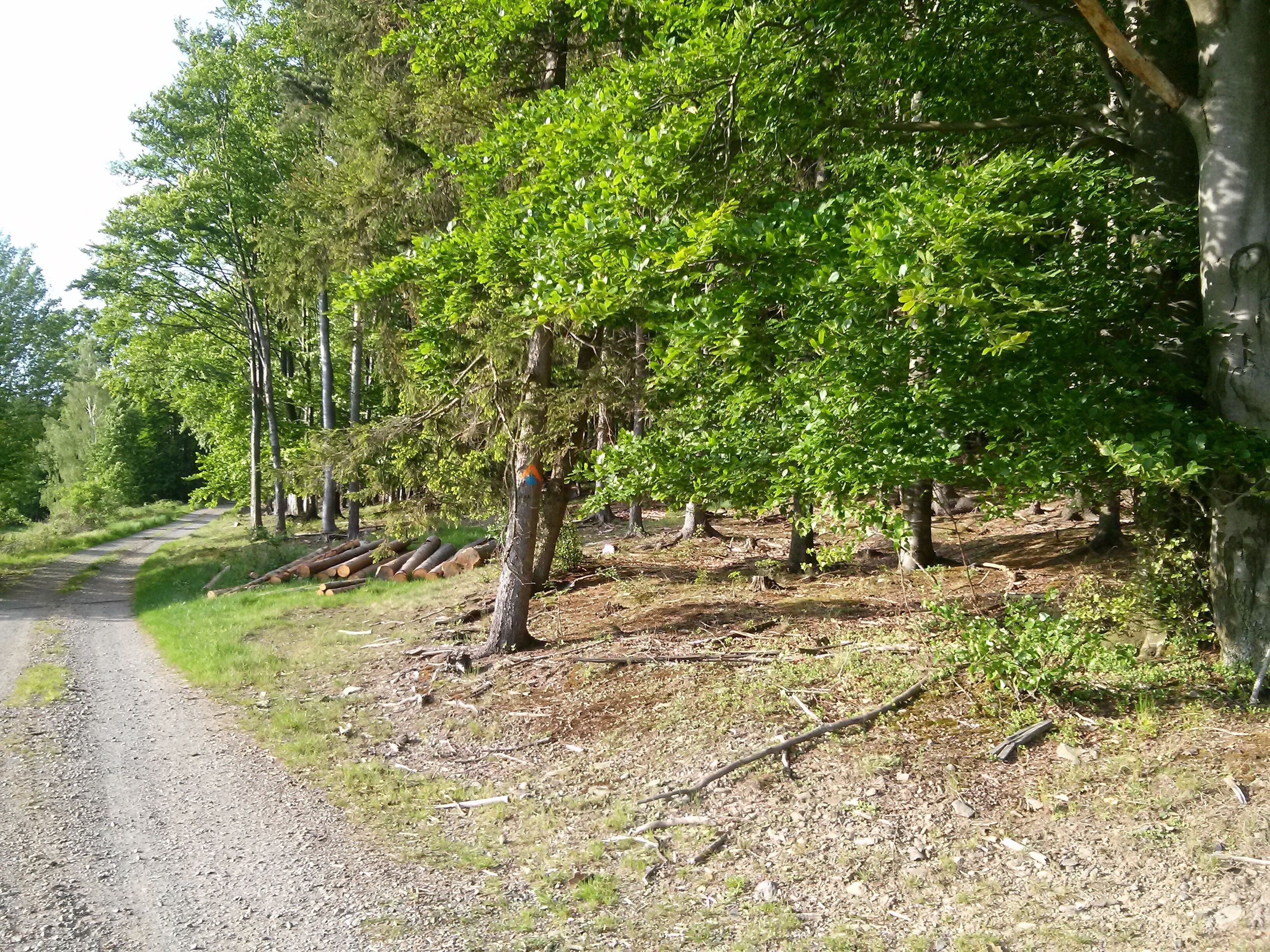A gravel path through a forest with green trees and scattered logs.