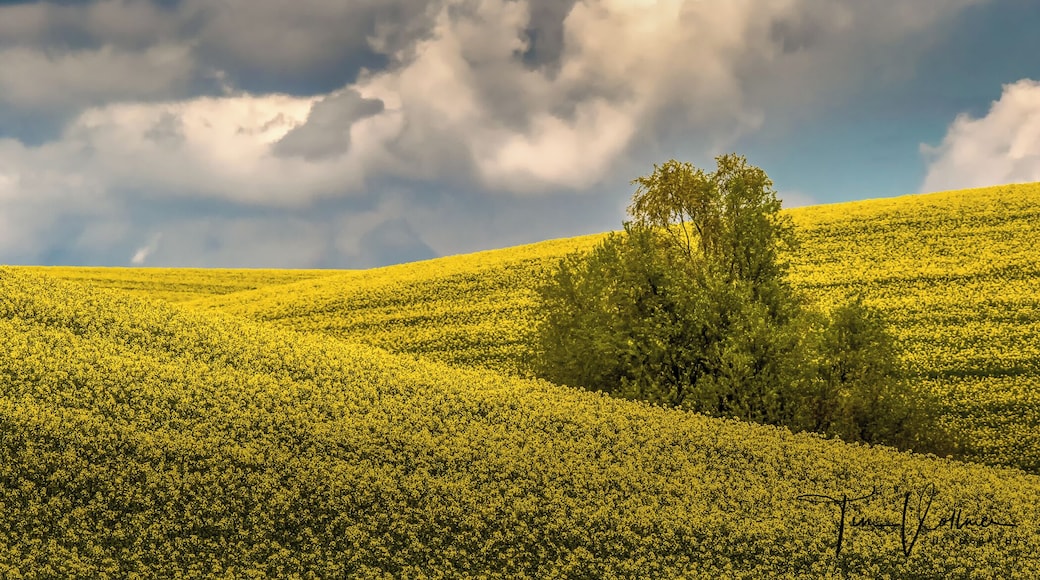 Driving around in this beautiful Country. Join my private Photo tour through Czechia. www.timvollmer.de