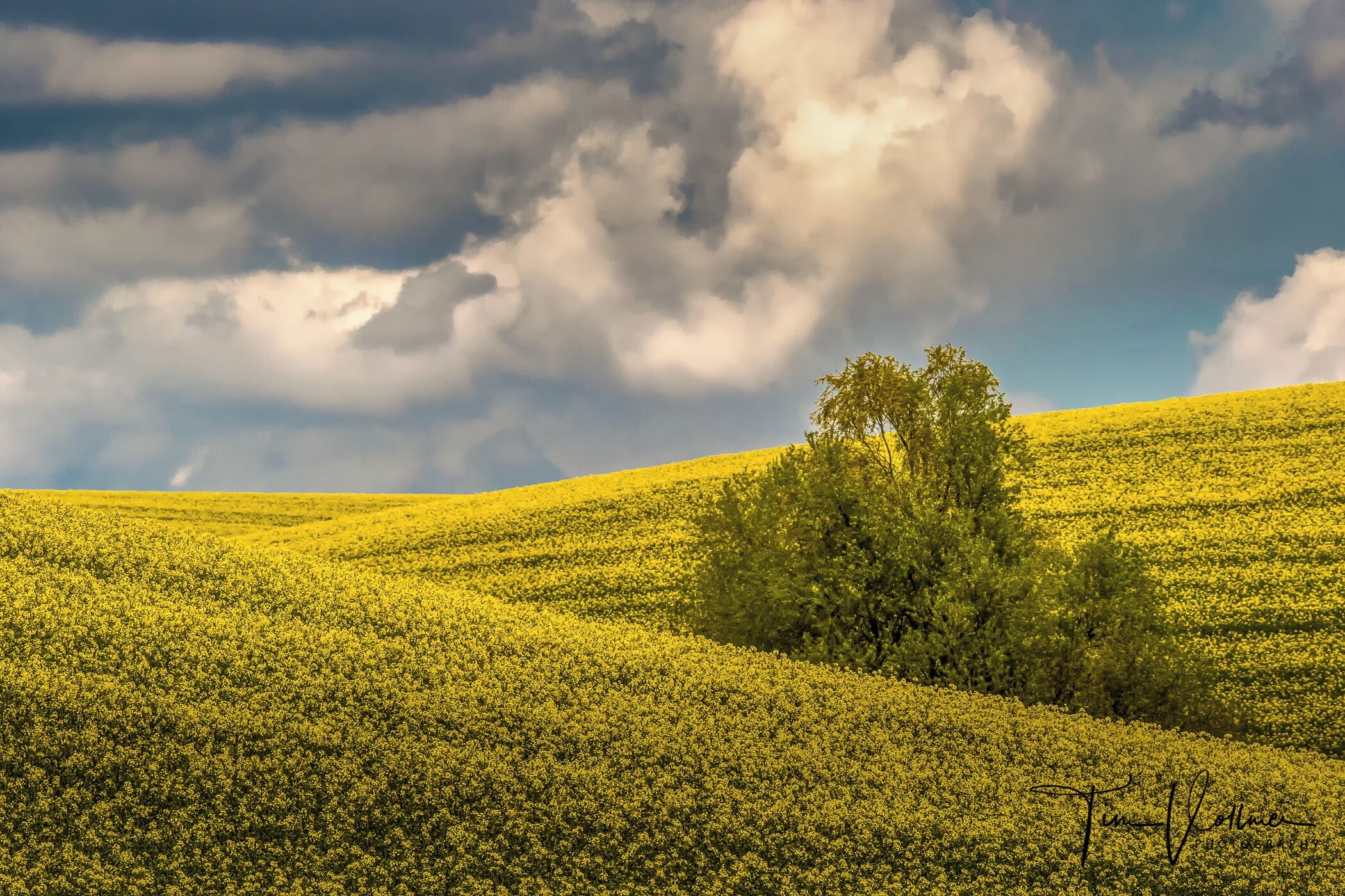 A field of yellow flowers under a cloudy sky.
