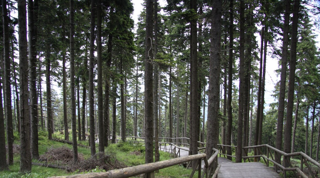 National nature reserve Boubínský prales, Prachatice District, Czech Republic