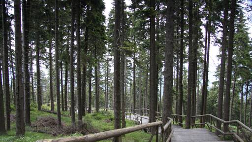 National nature reserve Boubínský prales, Prachatice District, Czech Republic
