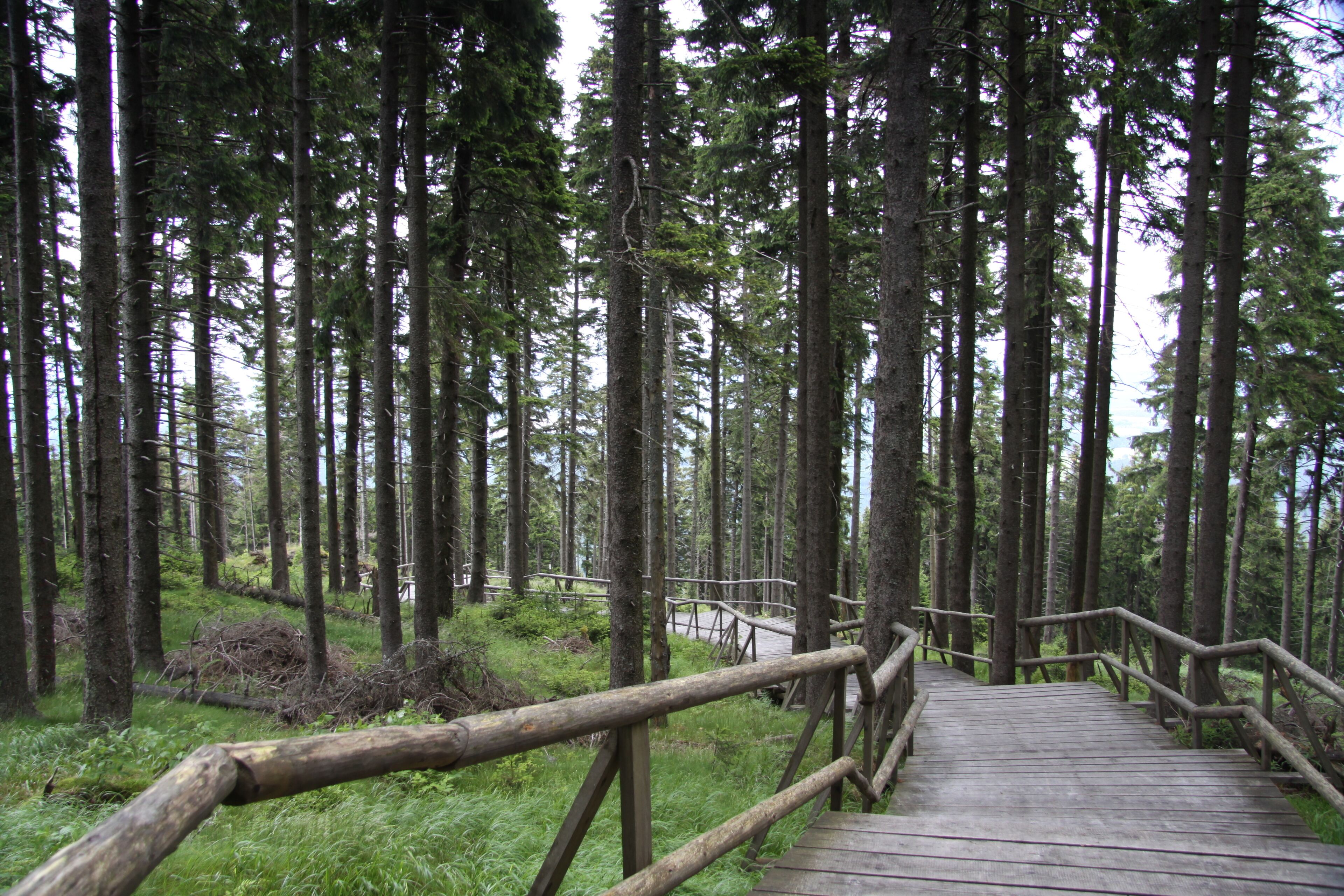 A wooden boardwalk through a dense forest with tall trees and a grassy undergrowth.
