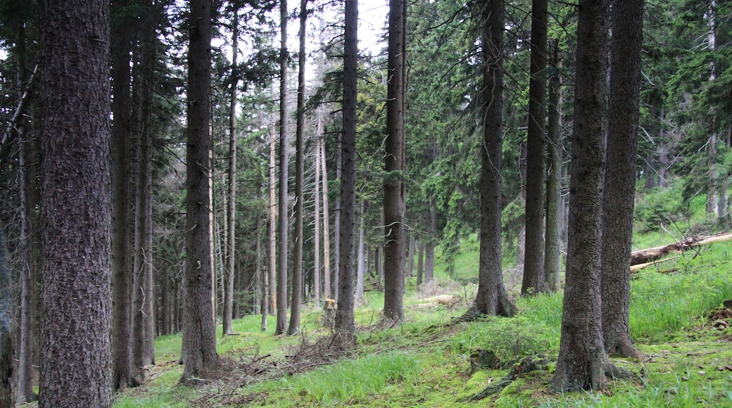 National nature reserve Boubínský prales, Prachatice District, Czech Republic