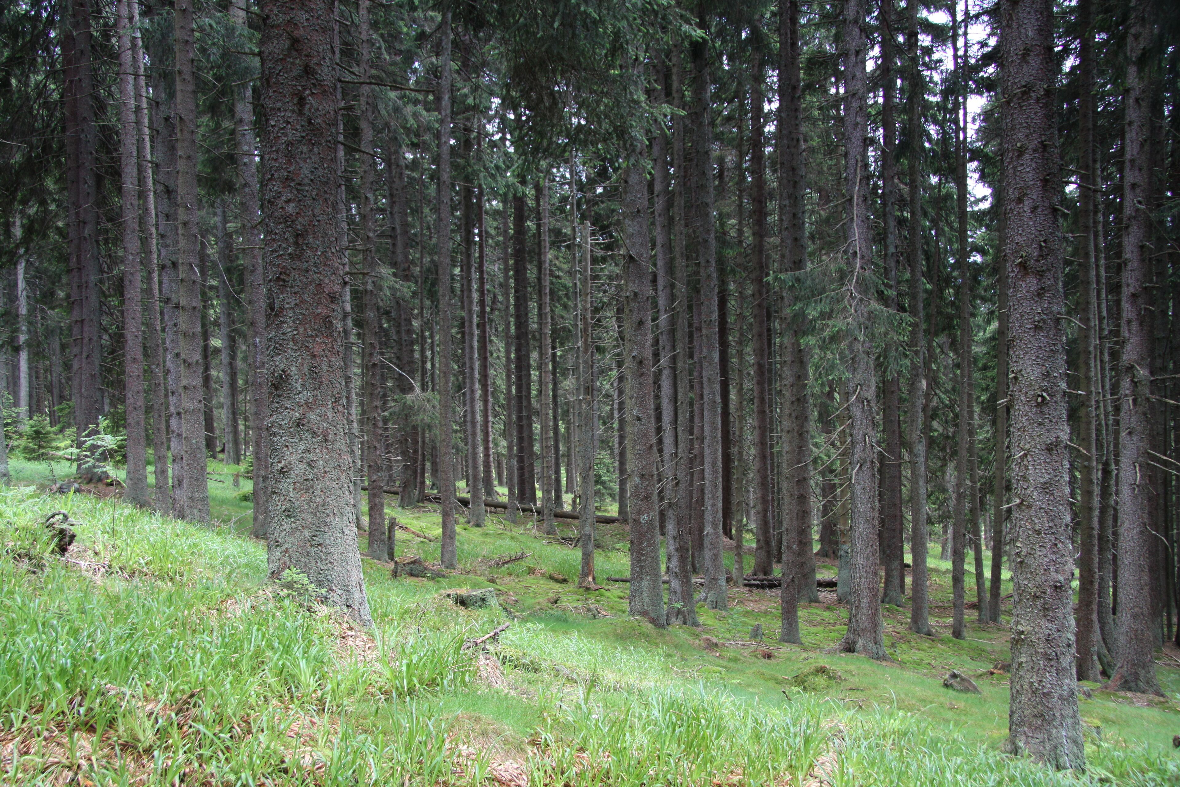 National nature reserve Boubínský prales, Prachatice District, Czech Republic
