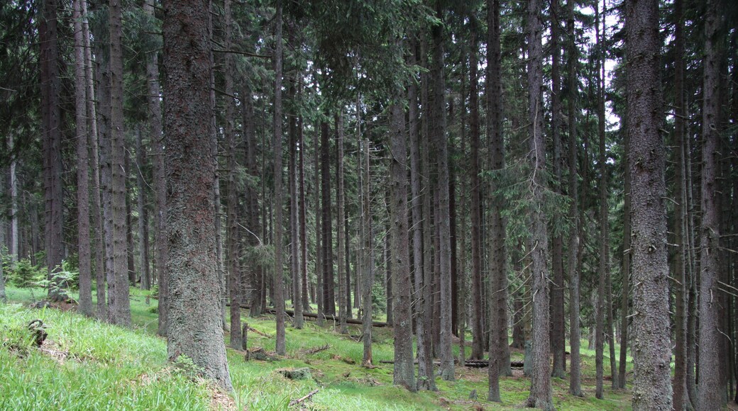 National nature reserve Boubínský prales, Prachatice District, Czech Republic
