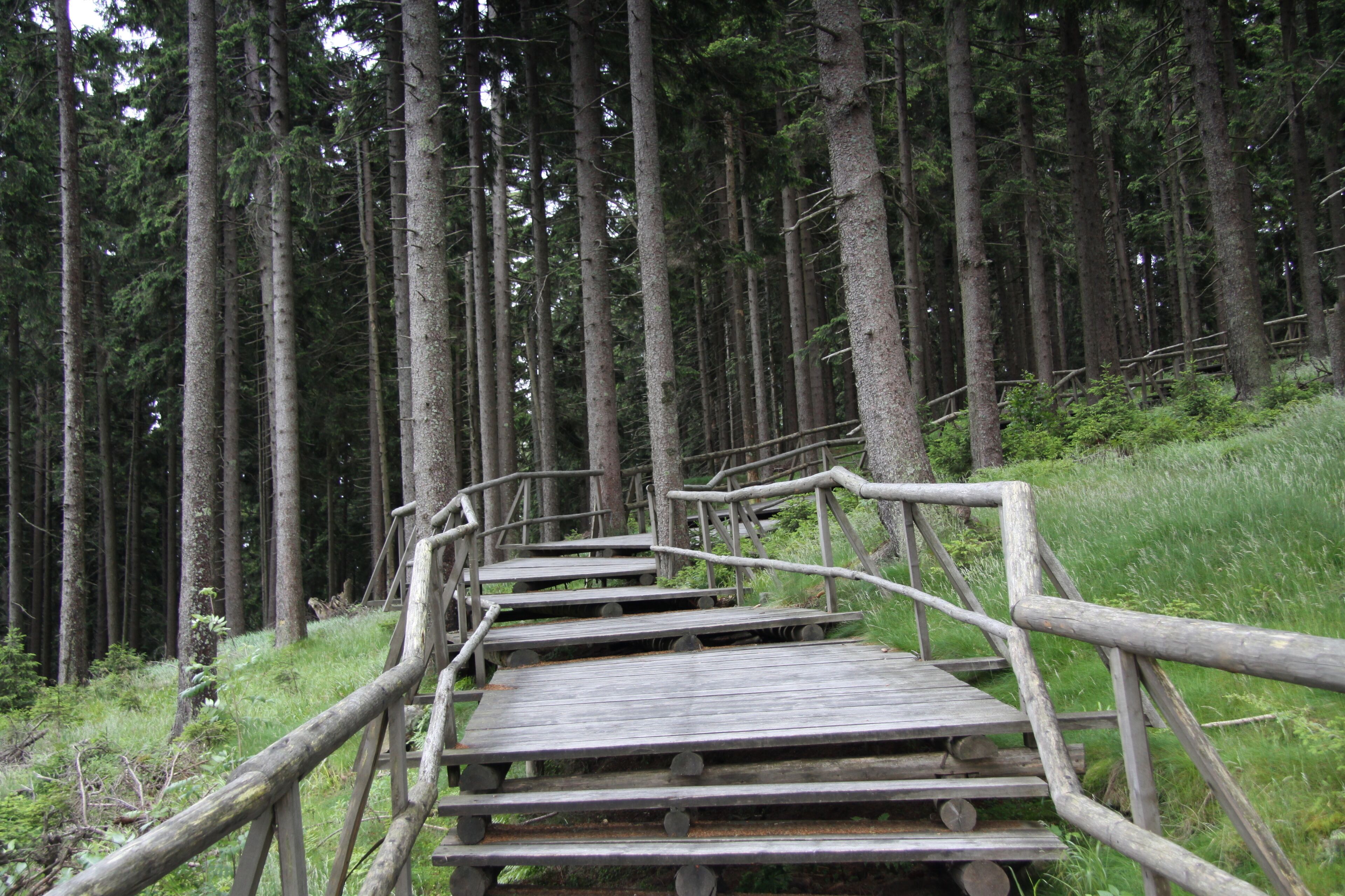 National nature reserve Boubínský prales, Prachatice District, Czech Republic