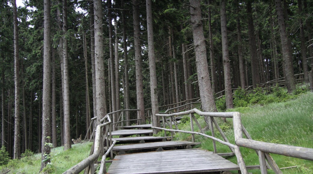 National nature reserve Boubínský prales, Prachatice District, Czech Republic