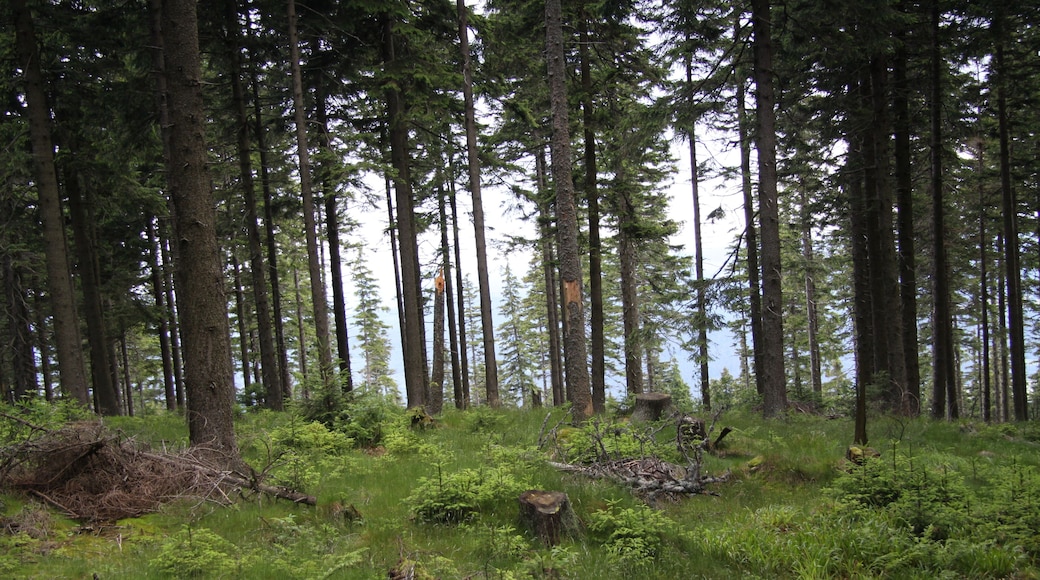 National nature reserve Boubínský prales, Prachatice District, Czech Republic