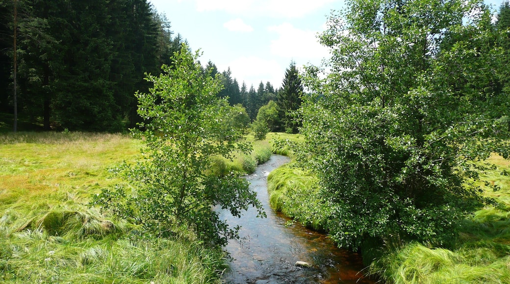 Small river in Český les.