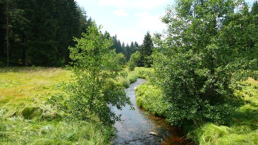 Small river in Český les.