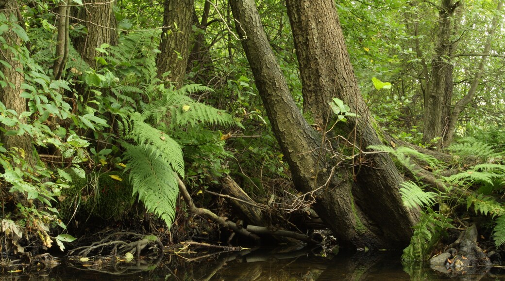 Nature reserve Niva Olšového potoka close to Petrovice village in Ústí nad Labem District, Czech Republic