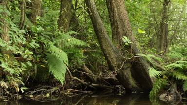 Nature reserve Niva Olšového potoka close to Petrovice village in Ústí nad Labem District, Czech Republic