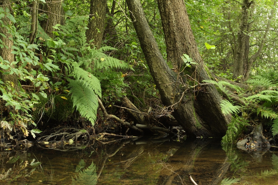 A forest with a stream, ferns, and trees.