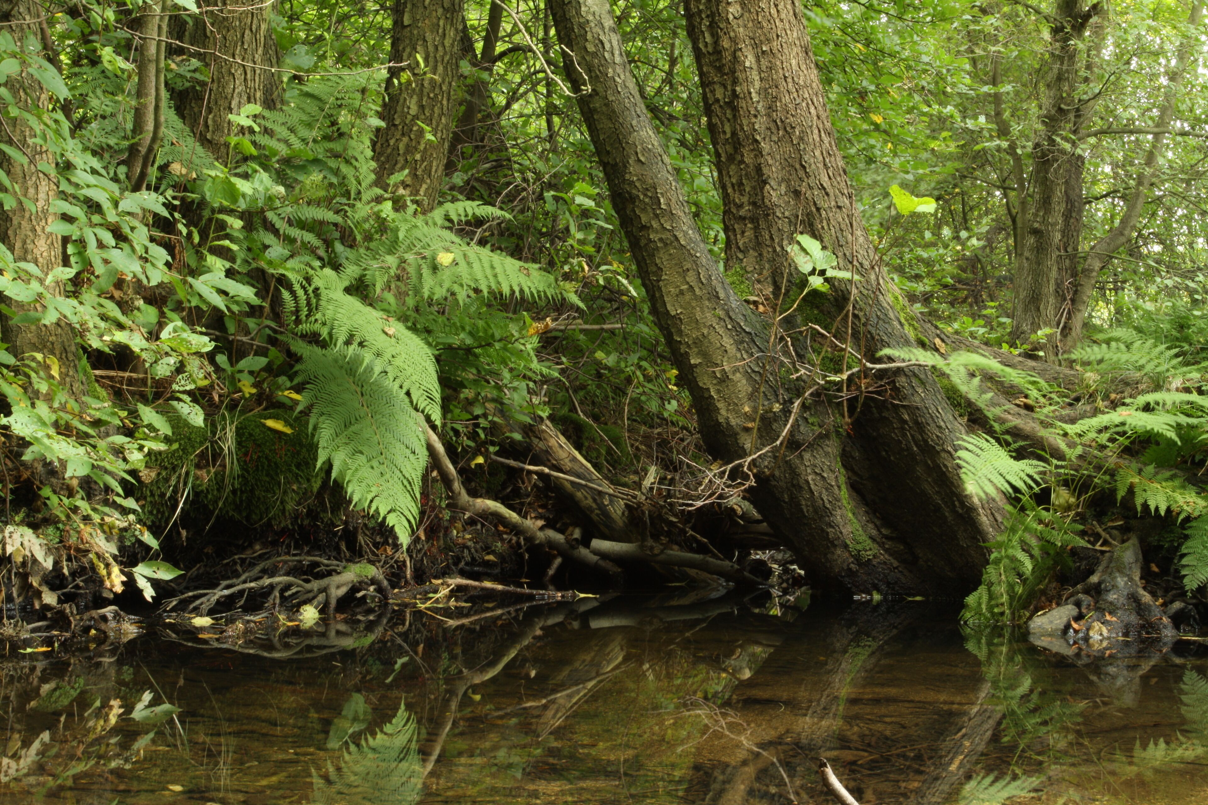 A forest with a stream, ferns, and trees.