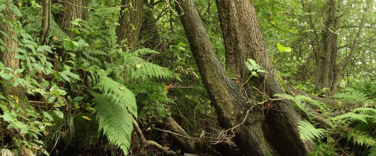 A forest with a stream, ferns, and trees.