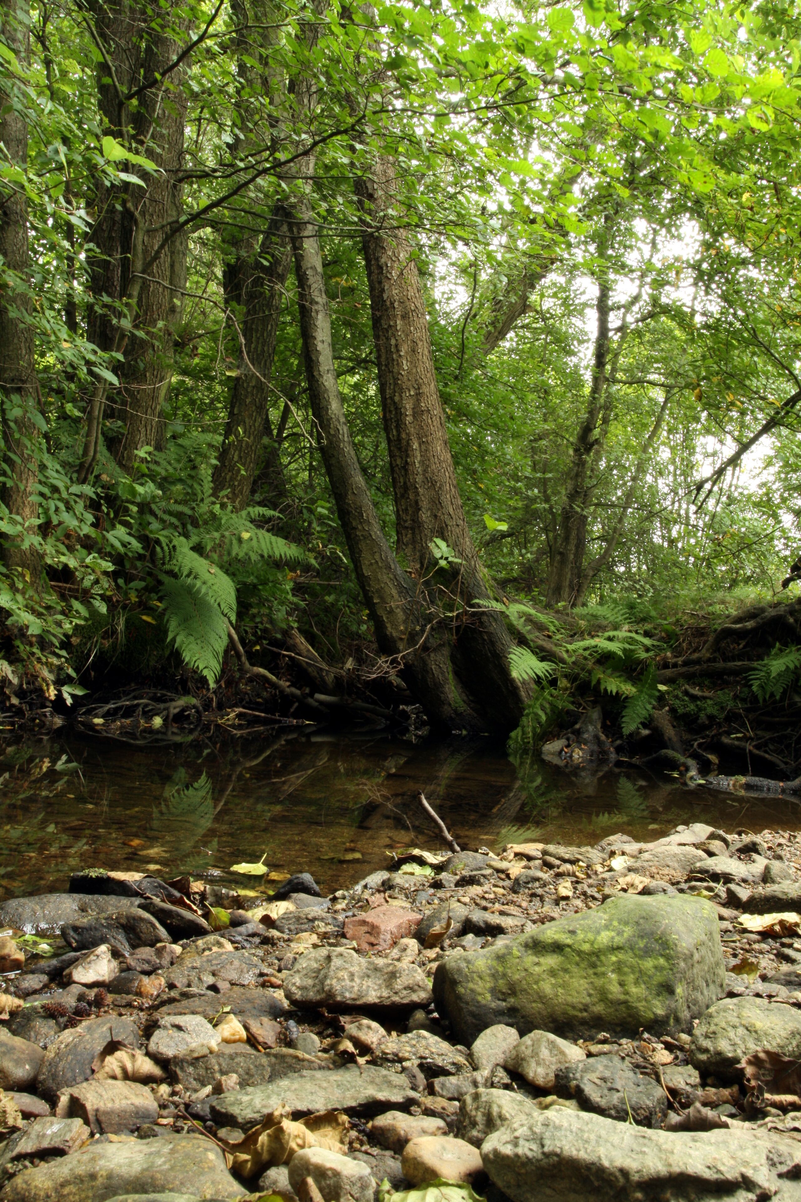 Nature reserve Niva Olšového potoka close to Petrovice village in Ústí nad Labem District, Czech Republic