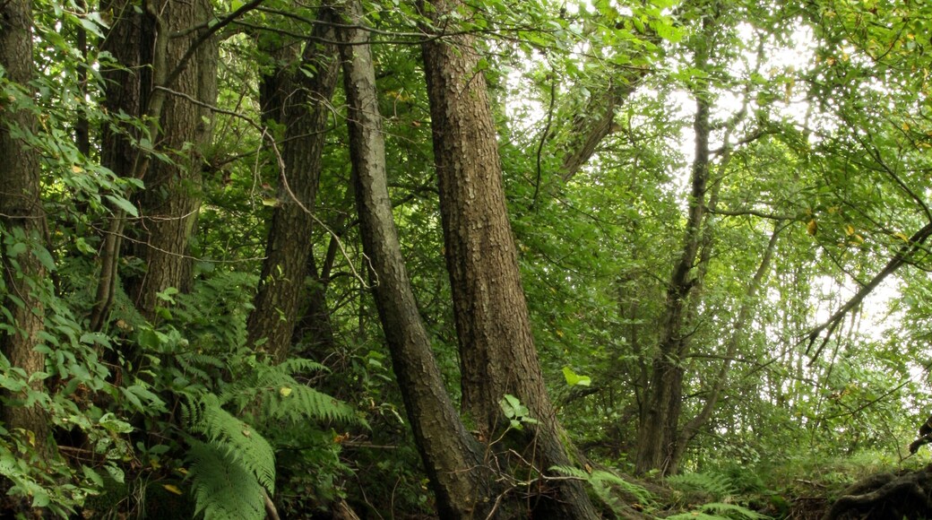 Nature reserve Niva Olšového potoka close to Petrovice village in Ústí nad Labem District, Czech Republic