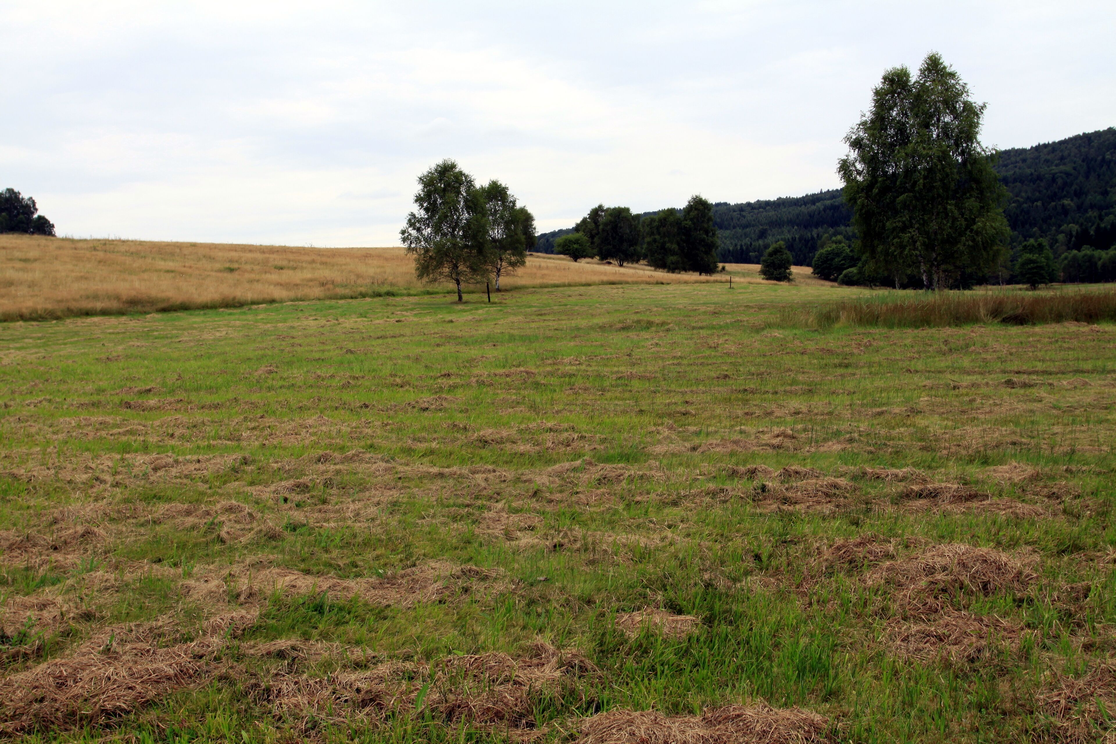 Nature reserve Niva Olšového potoka close to Petrovice village in Ústí nad Labem District, Czech Republic