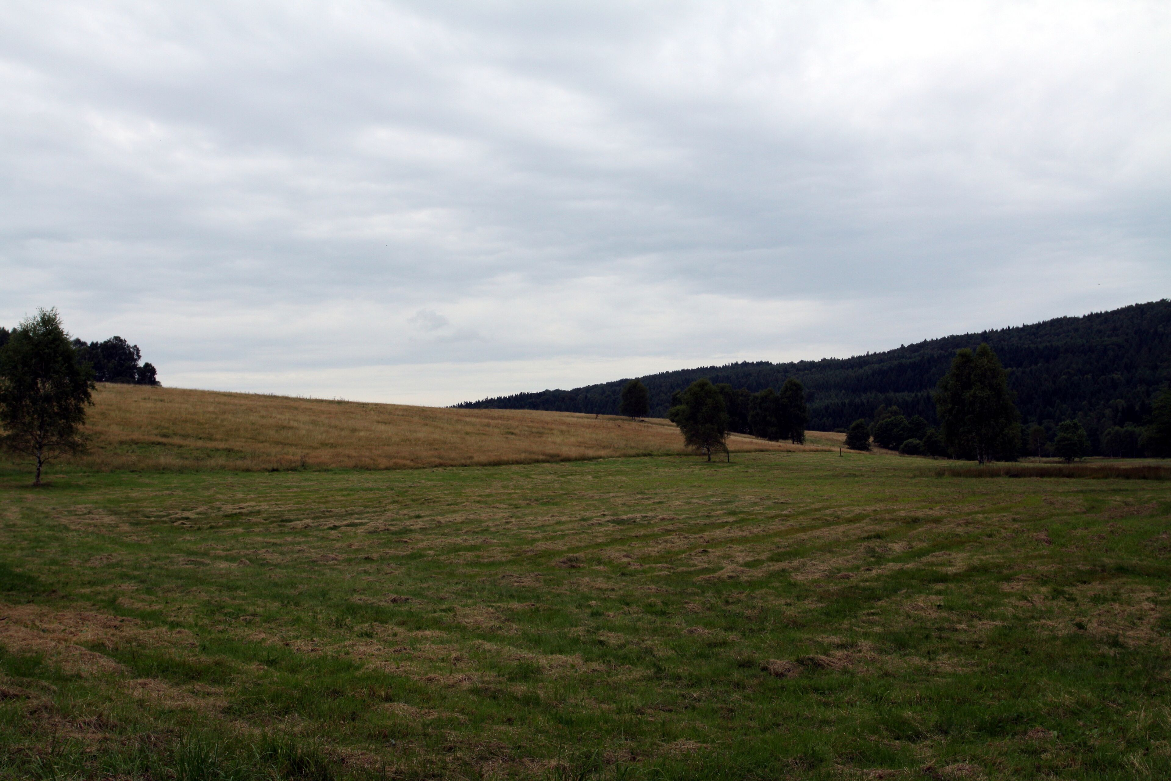 Nature reserve Niva Olšového potoka close to Petrovice village in Ústí nad Labem District, Czech Republic