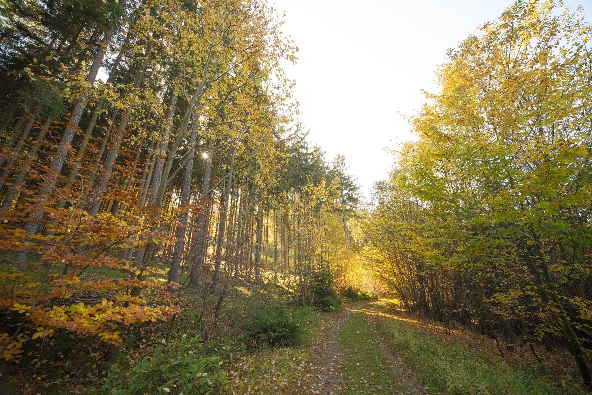 This 8,5 km along river Vltava claims to be the oldest marked trail in the Czech Republic.

 It is definitely worth visiting any time of the year but now (in the autumn), you can also find many mushrooms there and see rare animals, salamandra salamandra. It is an easy trail, not many ups and downs but you can make it longer. "Svatojánské proudy" got its name from St. Jan, whose statue is in the end of the trail, and "proudy" refers to wild rapids that used to be there until 1938.

Tourist map is here: http://mapy.cz/s/de2E - it is the yellow and green trail from Štěchovice to Třebenice. 
You can get easily to Štěchovice from Prague, it is 37 minutes from Smíchovské nádraží by bus no. 338, 390, 361 (in these buses, you have to pay at the driver - no matter if you have or don't have Opencard). Be in time at the station as these buses are usually quite full. 

Marked trail starts directly at the bus station in Štěchovice however you can first start with breakfast in one of the cafés there. First follow blue mark but later you will follow the special white and green square sign. You will go across local water power plant, continue along the river with some beautiful views and finish the river part of the trail at Slapy dam. Along the way, there are some educational boards - unfortunately in Czech only - but there are some interesting old photos how the place looked like before people completely changed river Vltava with a system of river dams. 

Also you can notice dozens of not easily accessible wooden little cottages. They are part of "tramps' settlements" (the oldest one being established here, at Svatojánské proudy) and often bear USA-inspired names. 

When you reach Třebenice, take bus no. 390 back to Prague or hike back to Štěchovice (it is more up the hill) following blue marked trail (or blue and later red). Nothing special there to see but it is a nice app. 5 km long walk:) If you feel up to a really long hike, follow blue trail from Třebenice further to the south across river until you reach yellow trail and you can see some famous Vltava views.

#hiking #forest #autumn #czechrepublic