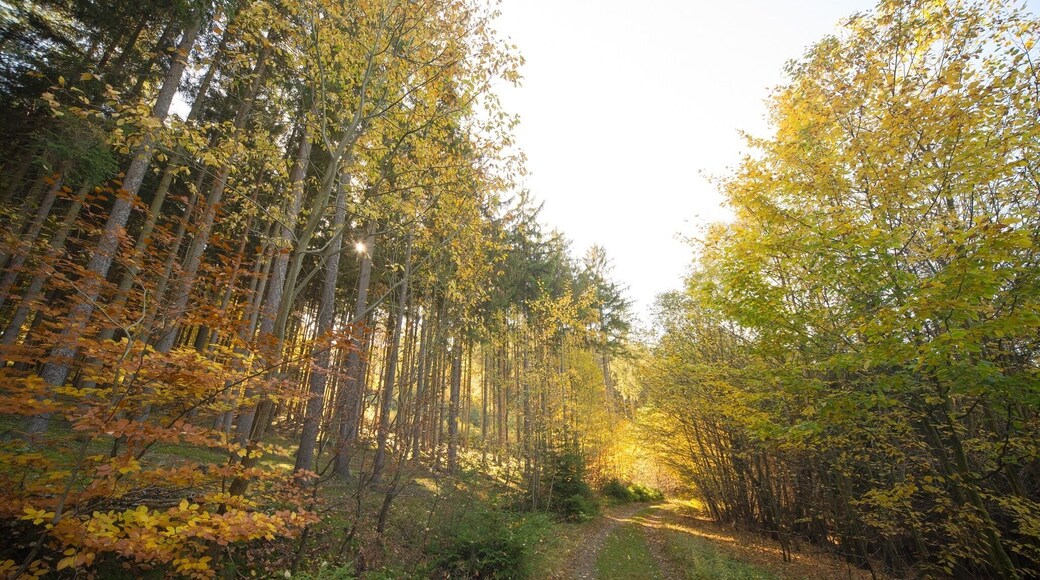 This 8,5 km along river Vltava claims to be the oldest marked trail in the Czech Republic.
It is definitely worth visiting any time of the year but now (in the autumn), you can also find many mushrooms there and see rare animals, salamandra salamandra. It is an easy trail, not many ups and downs but you can make it longer. "Svatojánské proudy" got its name from St. Jan, whose statue is in the end of the trail, and "proudy" refers to wild rapids that used to be there until 1938.
Tourist map is here: http://mapy.cz/s/de2E - it is the yellow and green trail from Štěchovice to Třebenice.
You can get easily to Štěchovice from Prague, it is 37 minutes from Smíchovské nádraží by bus no. 338, 390, 361 (in these buses, you have to pay at the driver - no matter if you have or don't have Opencard). Be in time at the station as these buses are usually quite full.
Marked trail starts directly at the bus station in Štěchovice however you can first start with breakfast in one of the cafés there. First follow blue mark but later you will follow the special white and green square sign. You will go across local water power plant, continue along the river with some beautiful views and finish the river part of the trail at Slapy dam. Along the way, there are some educational boards - unfortunately in Czech only - but there are some interesting old photos how the place looked like before people completely changed river Vltava with a system of river dams.
Also you can notice dozens of not easily accessible wooden little cottages. They are part of "tramps' settlements" (the oldest one being established here, at Svatojánské proudy) and often bear USA-inspired names.
When you reach Třebenice, take bus no. 390 back to Prague or hike back to Štěchovice (it is more up the hill) following blue marked trail (or blue and later red). Nothing special there to see but it is a nice app. 5 km long walk:) If you feel up to a really long hike, follow blue trail from Třebenice further to the south across river until you reach yellow trail and you can see some famous Vltava views.
#hiking #forest #autumn #czechrepublic