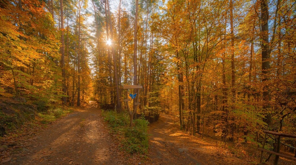 This 8,5 km along river Vltava claims to be the oldest marked trail in the Czech Republic.
It is definitely worth visiting any time of the year but now (in the autumn), you can also find many mushrooms there and see rare animals, salamandra salamandra. It is an easy trail, not many ups and downs but you can make it longer. "Svatojánské proudy" got its name from St. Jan, whose statue is in the end of the trail, and "proudy" refers to wild rapids that used to be there until 1938.
Tourist map is here: http://mapy.cz/s/de2E - it is the yellow and green trail from Štěchovice to Třebenice.
You can get easily to Štěchovice from Prague, it is 37 minutes from Smíchovské nádraží by bus no. 338, 390, 361 (in these buses, you have to pay at the driver - no matter if you have or don't have Opencard). Be in time at the station as these buses are usually quite full.
Marked trail starts directly at the bus station in Štěchovice however you can first start with breakfast in one of the cafés there. First follow blue mark but later you will follow the special white and green square sign. You will go across local water power plant, continue along the river with some beautiful views and finish the river part of the trail at Slapy dam. Along the way, there are some educational boards - unfortunately in Czech only - but there are some interesting old photos how the place looked like before people completely changed river Vltava with a system of river dams.
Also you can notice dozens of not easily accessible wooden little cottages. They are part of "tramps' settlements" (the oldest one being established here, at Svatojánské proudy) and often bear USA-inspired names.
When you reach Třebenice, take bus no. 390 back to Prague or hike back to Štěchovice (it is more up the hill) following blue marked trail (or blue and later red). Nothing special there to see but it is a nice app. 5 km long walk:) If you feel up to a really long hike, follow blue trail from Třebenice further to the south across river until you reach yellow trail and you can see some famous Vltava views.
#Forest #countryside #trees #light #autumn #hikingtheglobe #wonderlust #red #golden #czechrepublic