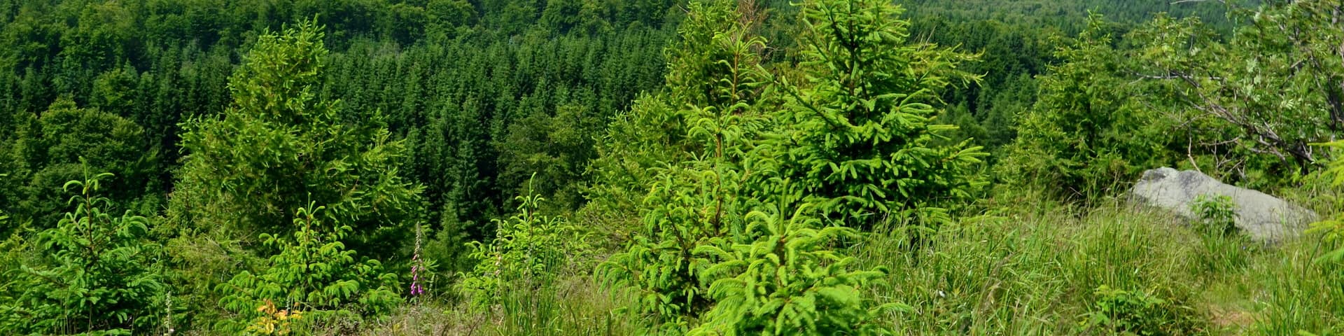 A lake surrounded by dense forest and rolling hills.