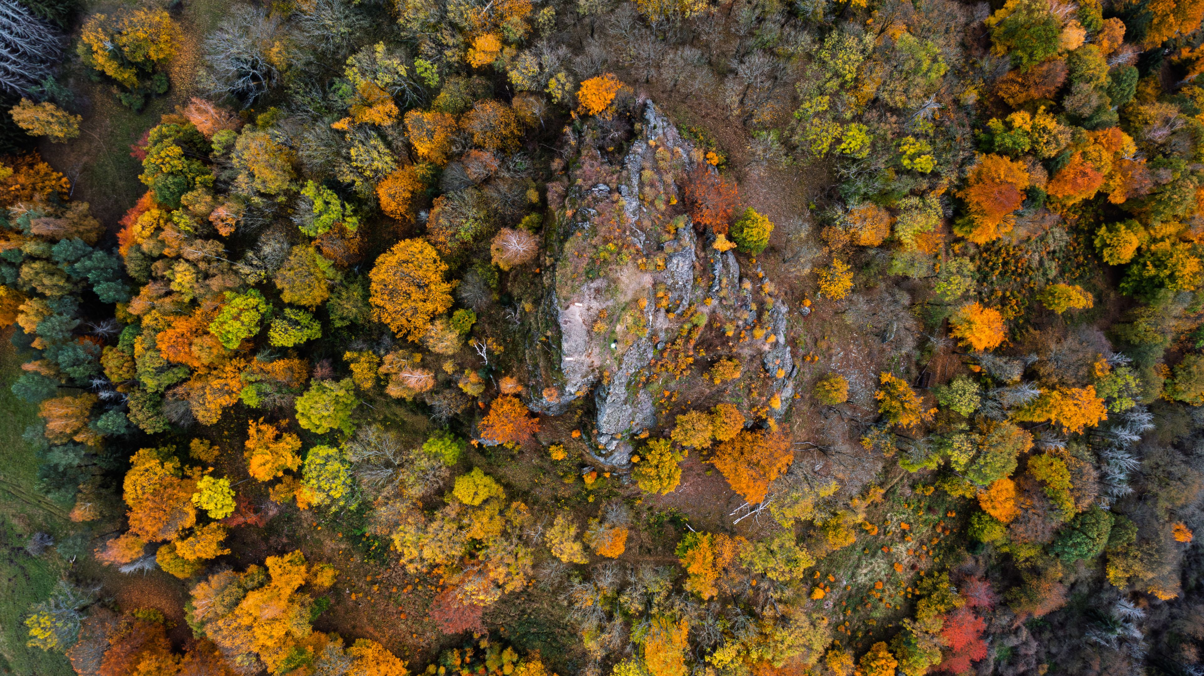An aerial view of a forest with a mix of green, yellow, and orange trees, indicating autumn foliage.