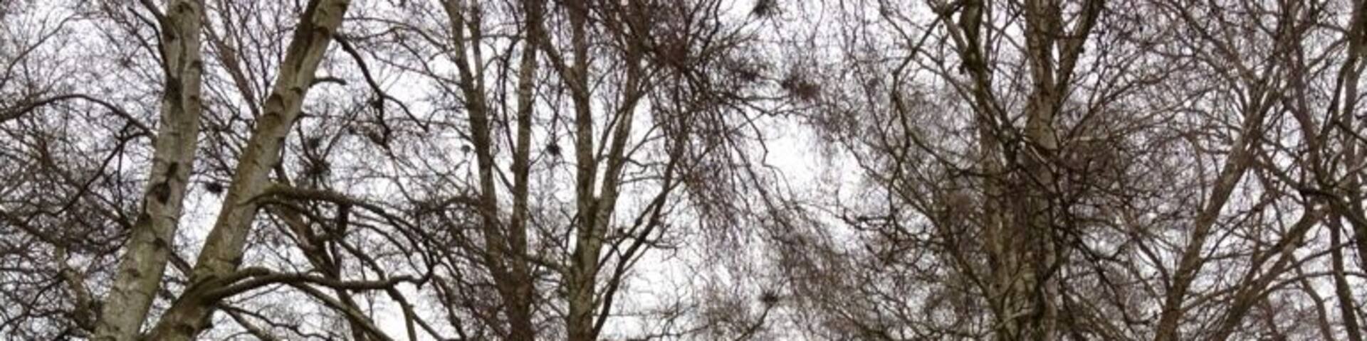 Virum, Copenhagen
One of the best and greenest places in the city of KĂžbenhavn, Danmark