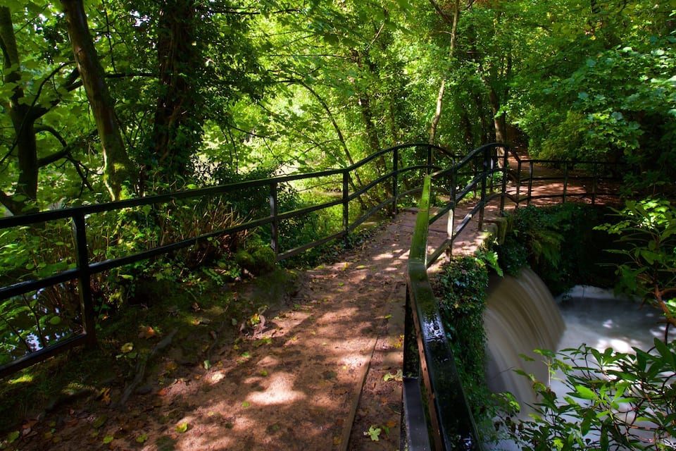 A forested area with a wooden bridge over a small stream.