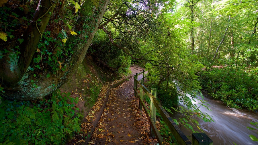 Lymm showing a river or creek and a garden