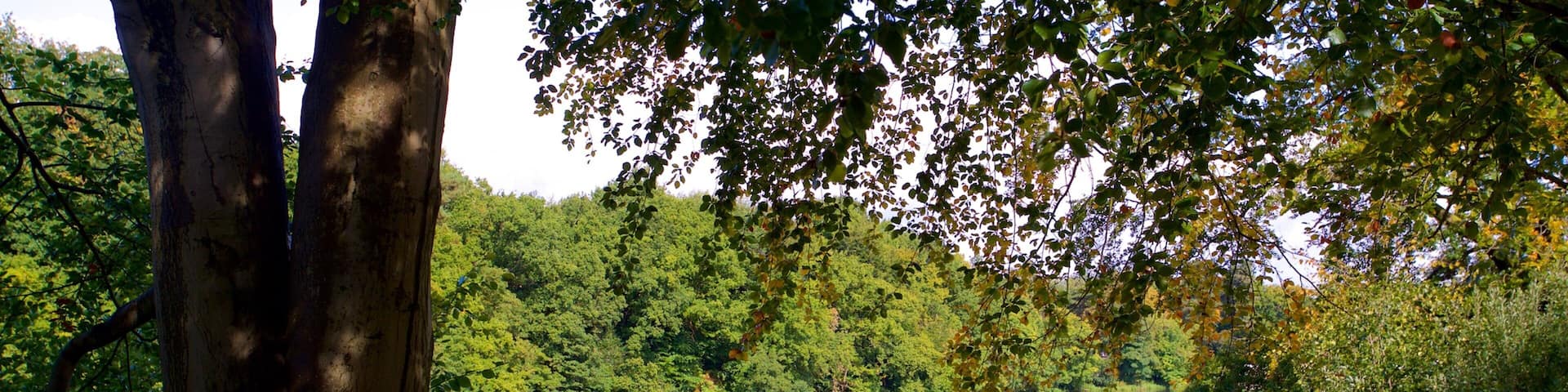 A calm river surrounded by dense green foliage and trees.