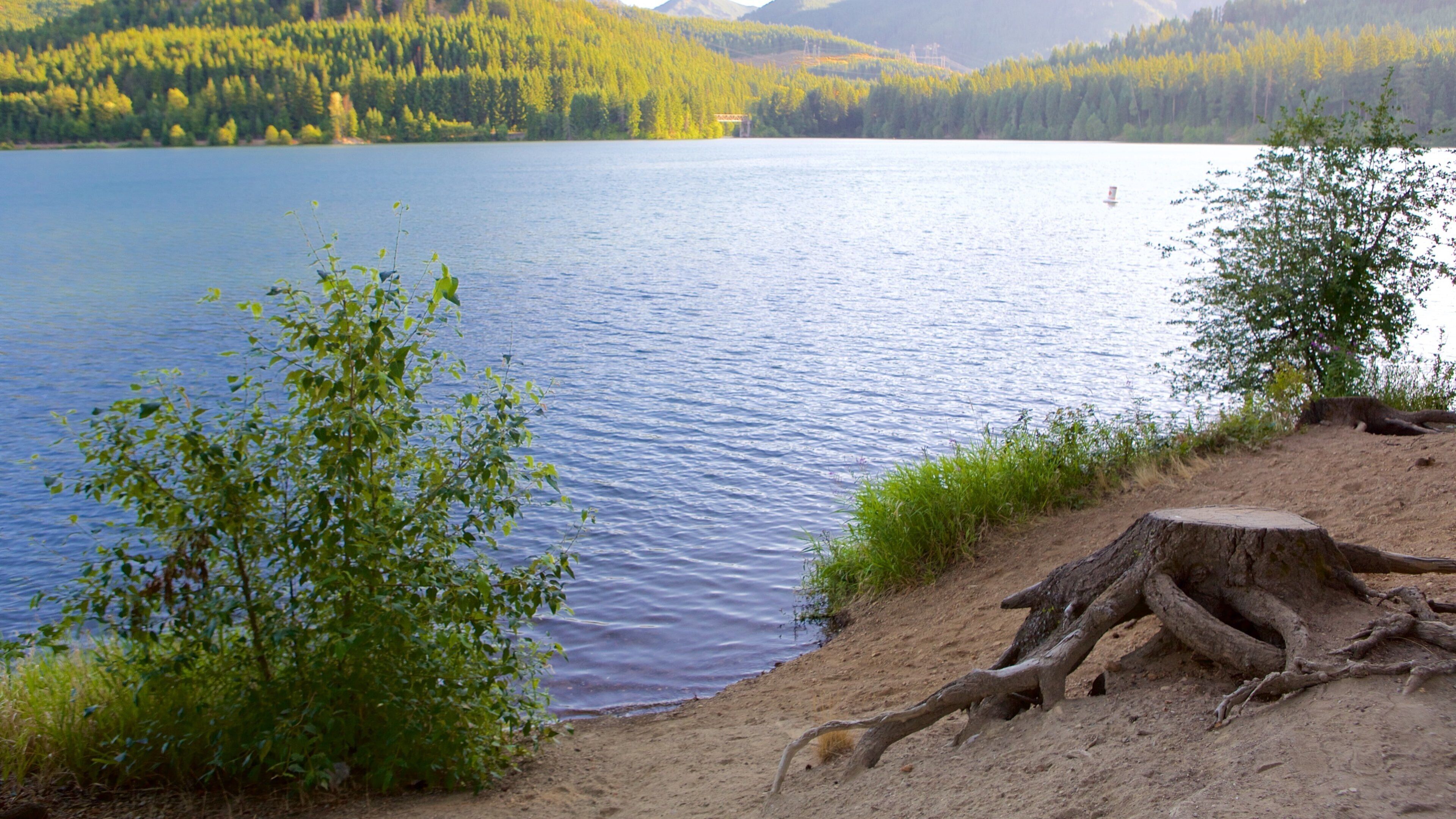 Lake Morton which includes forests and a lake or waterhole