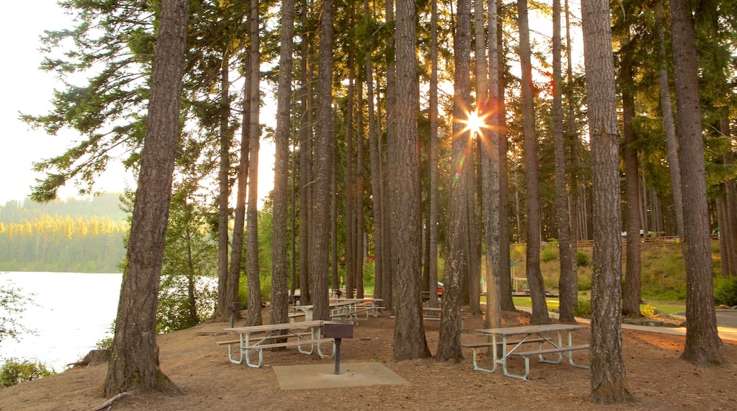 Sentrale Washington som inkluderer skoglandskap