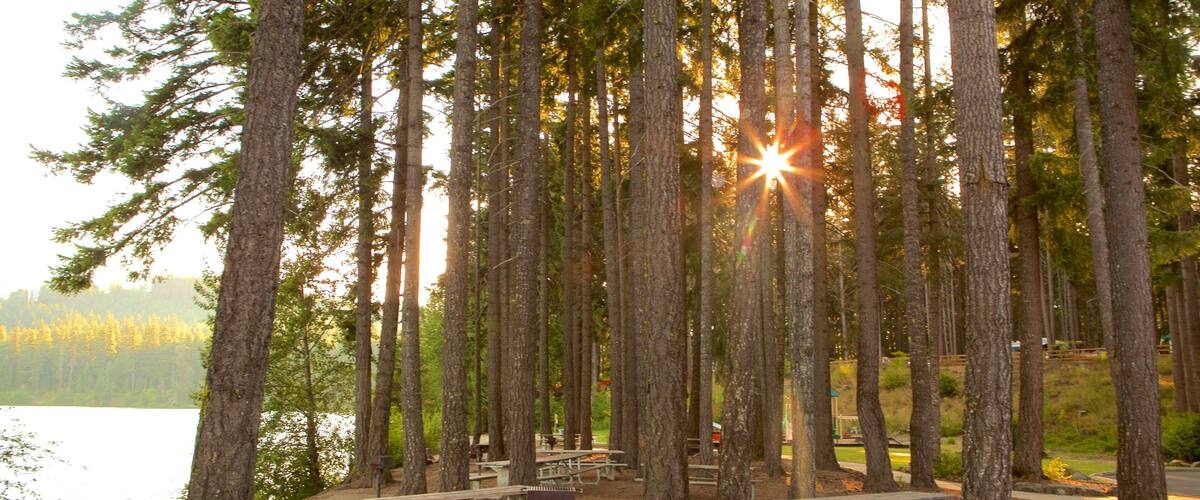 Central Washington showing forest scenes