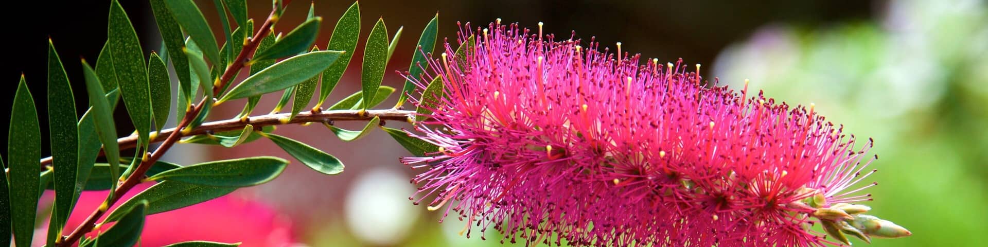 Boranup which includes wildflowers