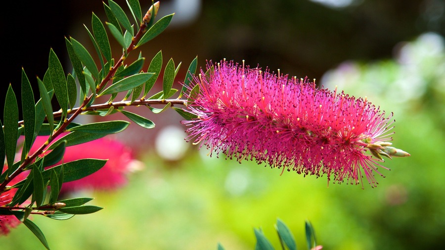 Boranup which includes wild flowers