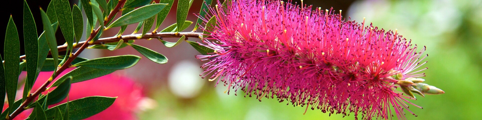 Boranup which includes wildflowers