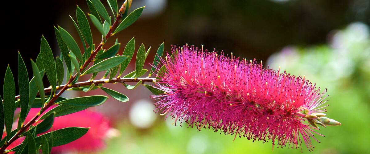 A pink flowering plant with green leaves.