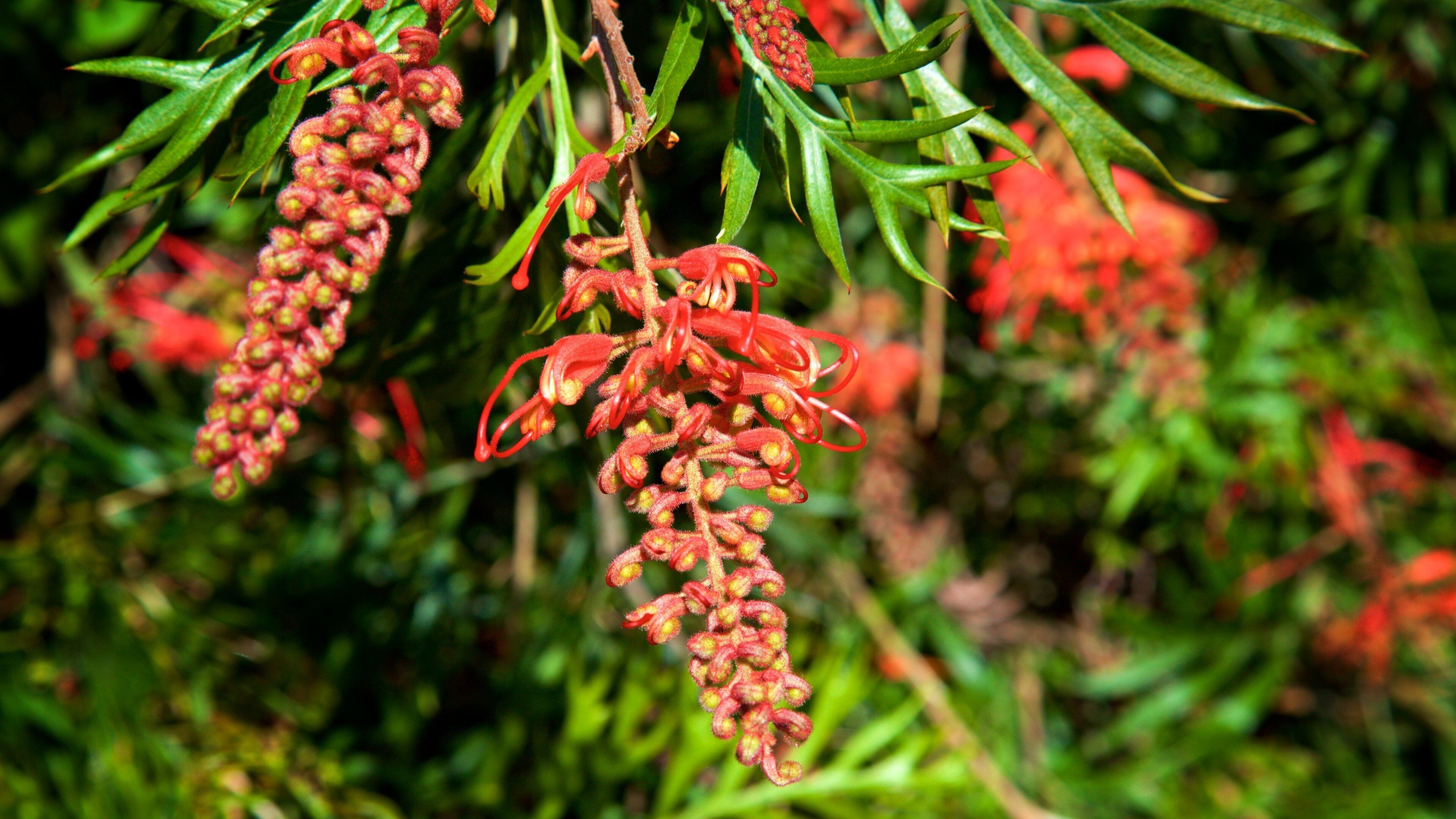 Boranup das einen Wildblumen