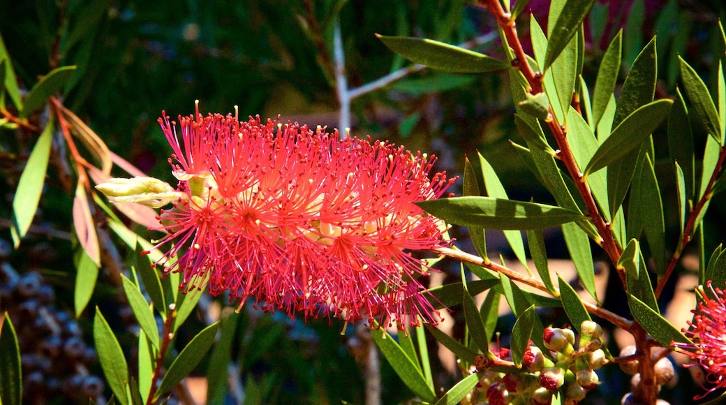 Boranup which includes wildflowers