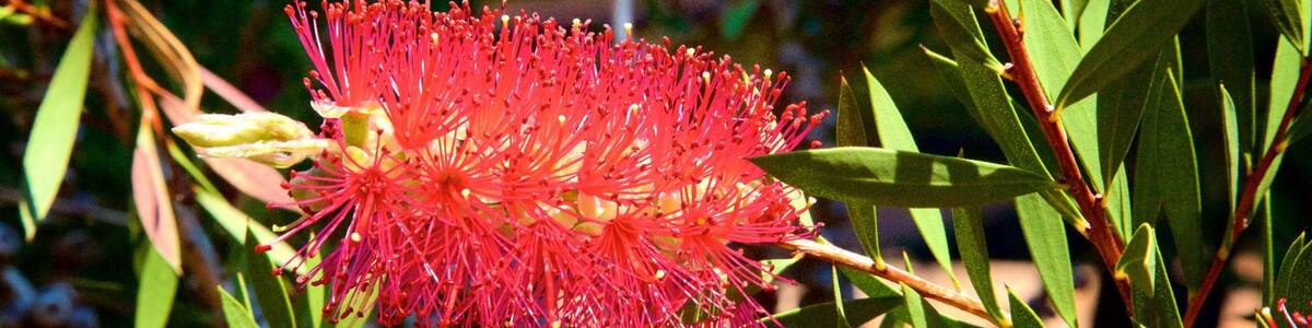 Boranup which includes wild flowers