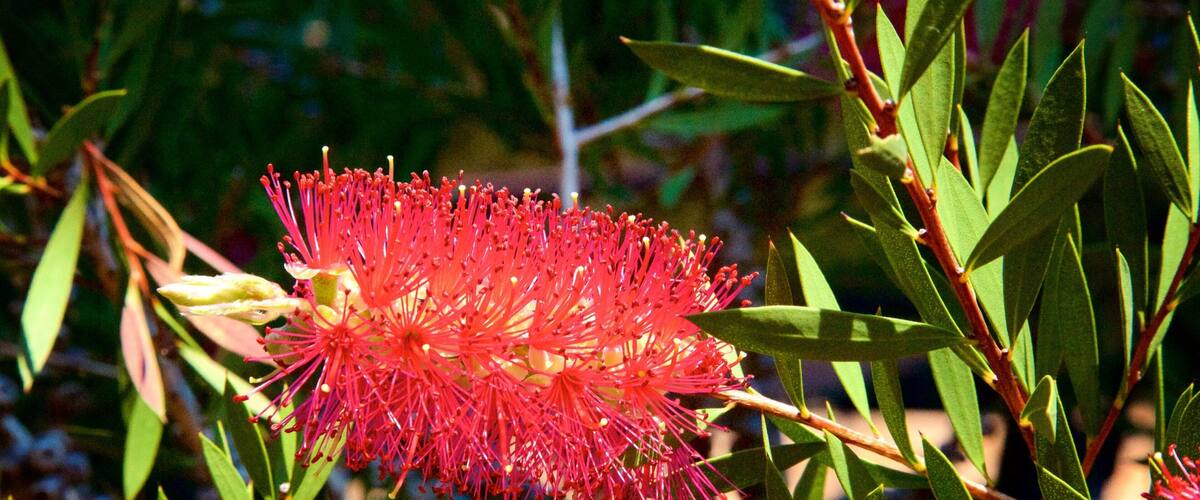Boranup which includes wild flowers