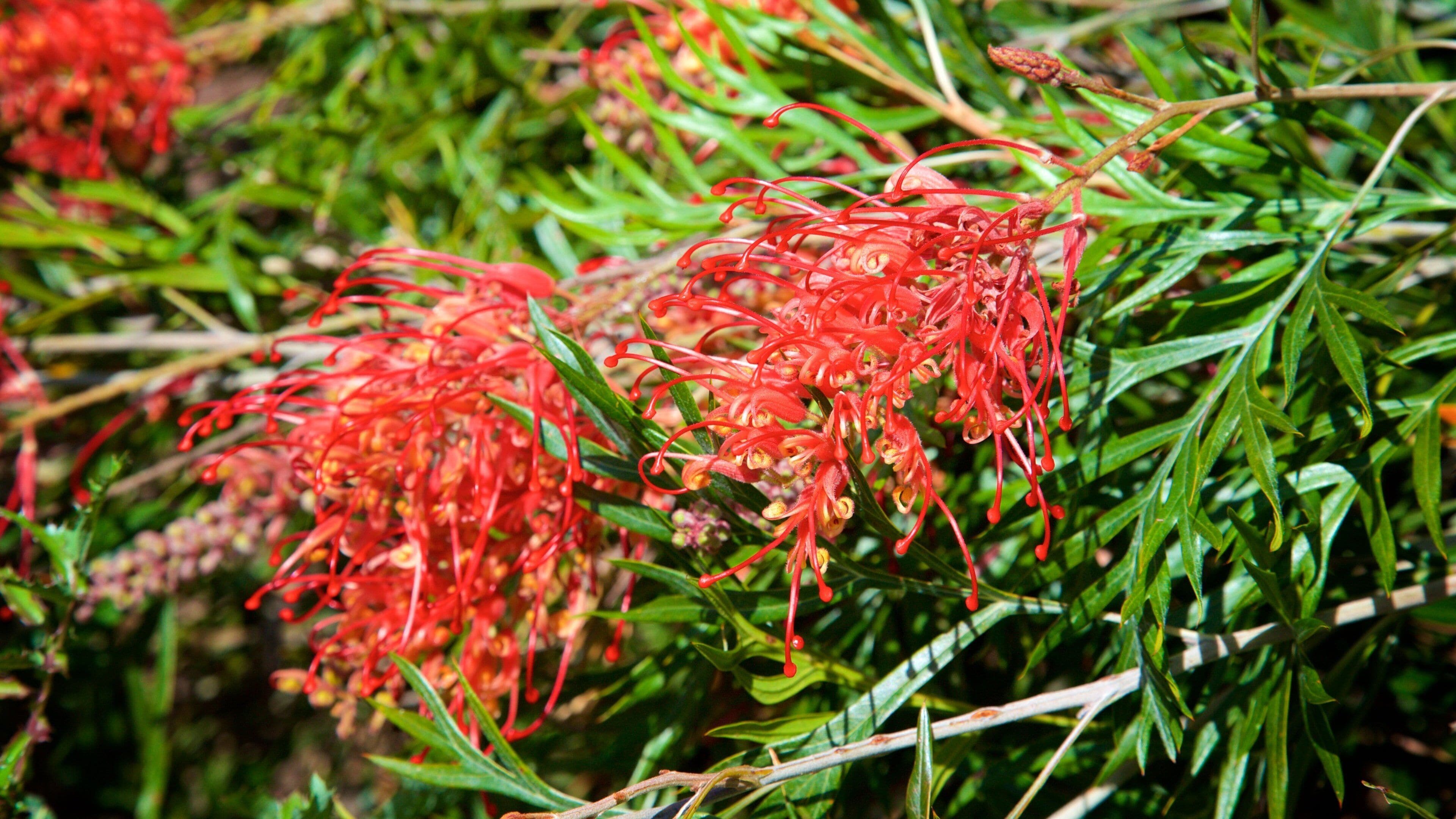Boranup welches beinhaltet Wildblumen
