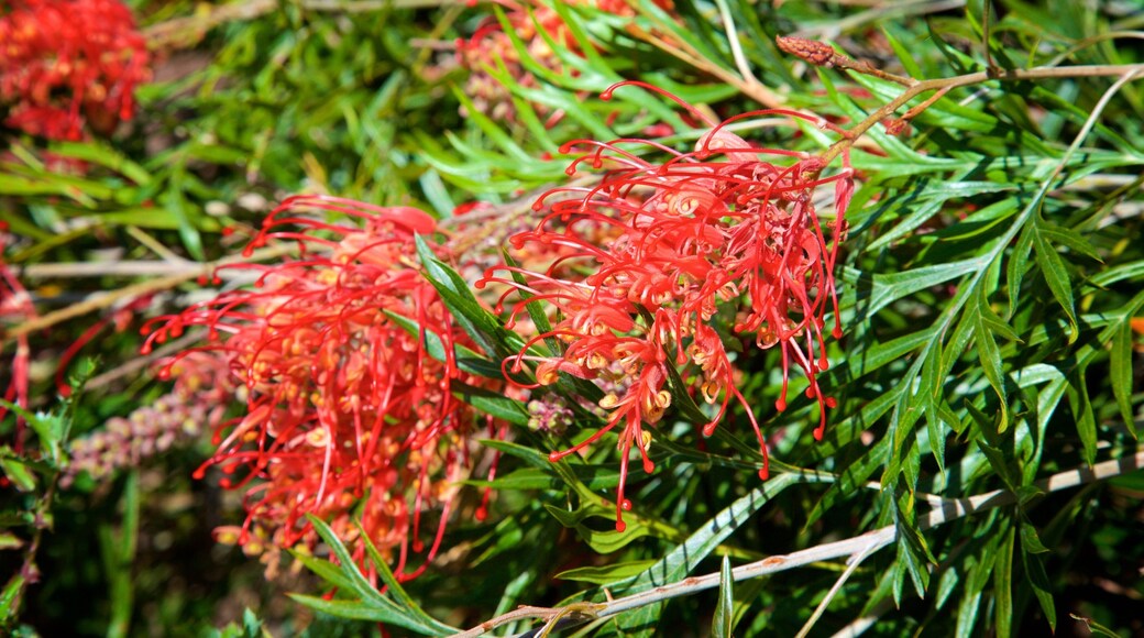 Boranup welches beinhaltet Wildblumen